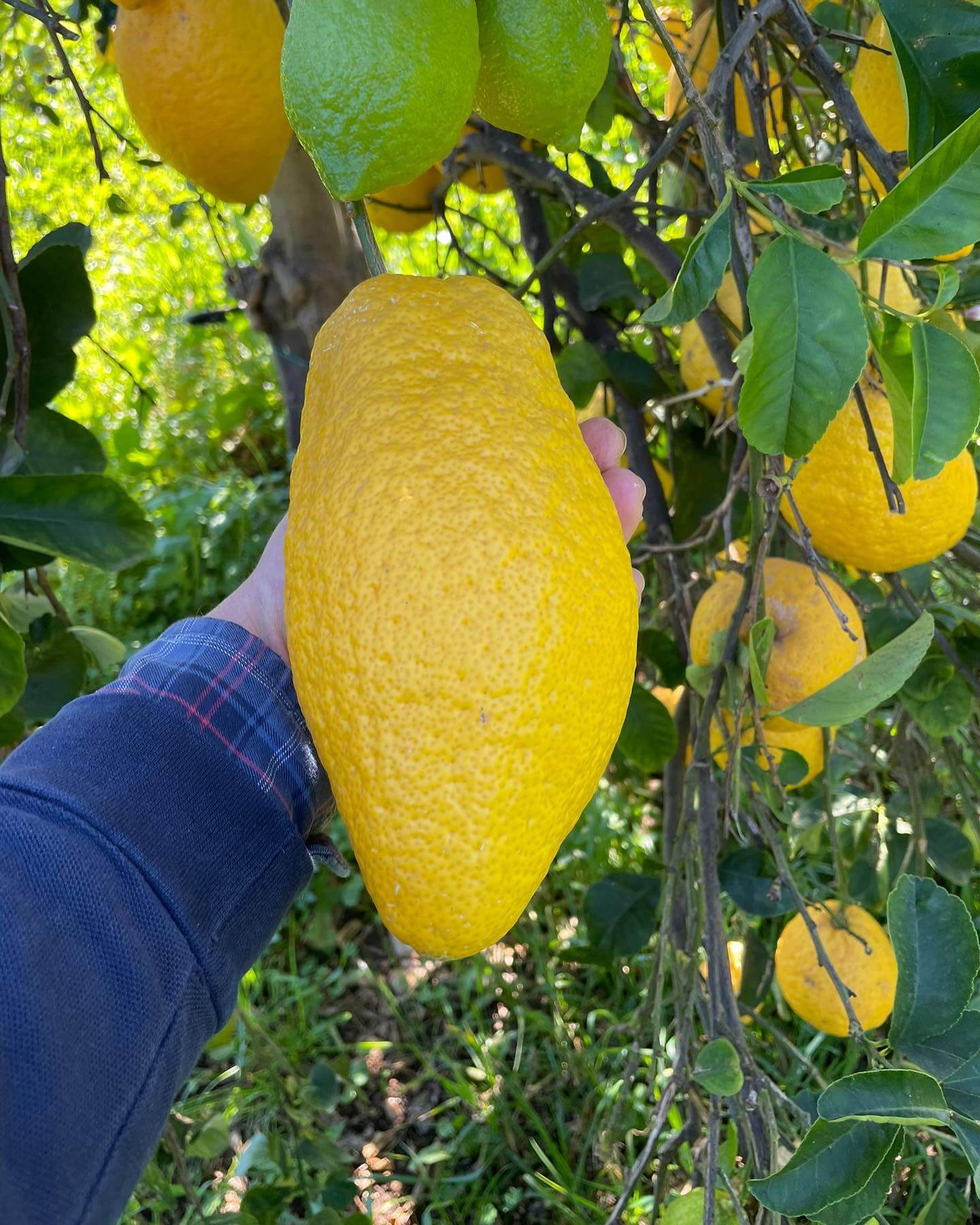 Cedri BIO Siciliani - Sicilia Agrumi
