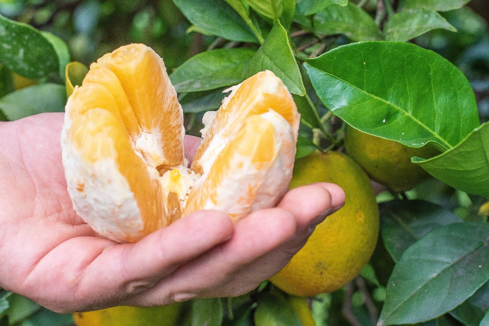Navel Oranges Table 1kg