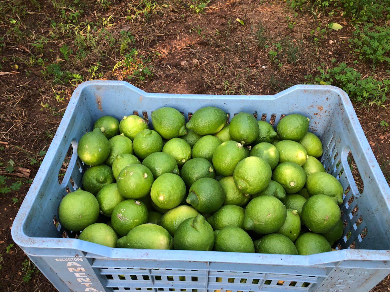 Limone Verdello BIO Siciliano - Sicilia Agrumi