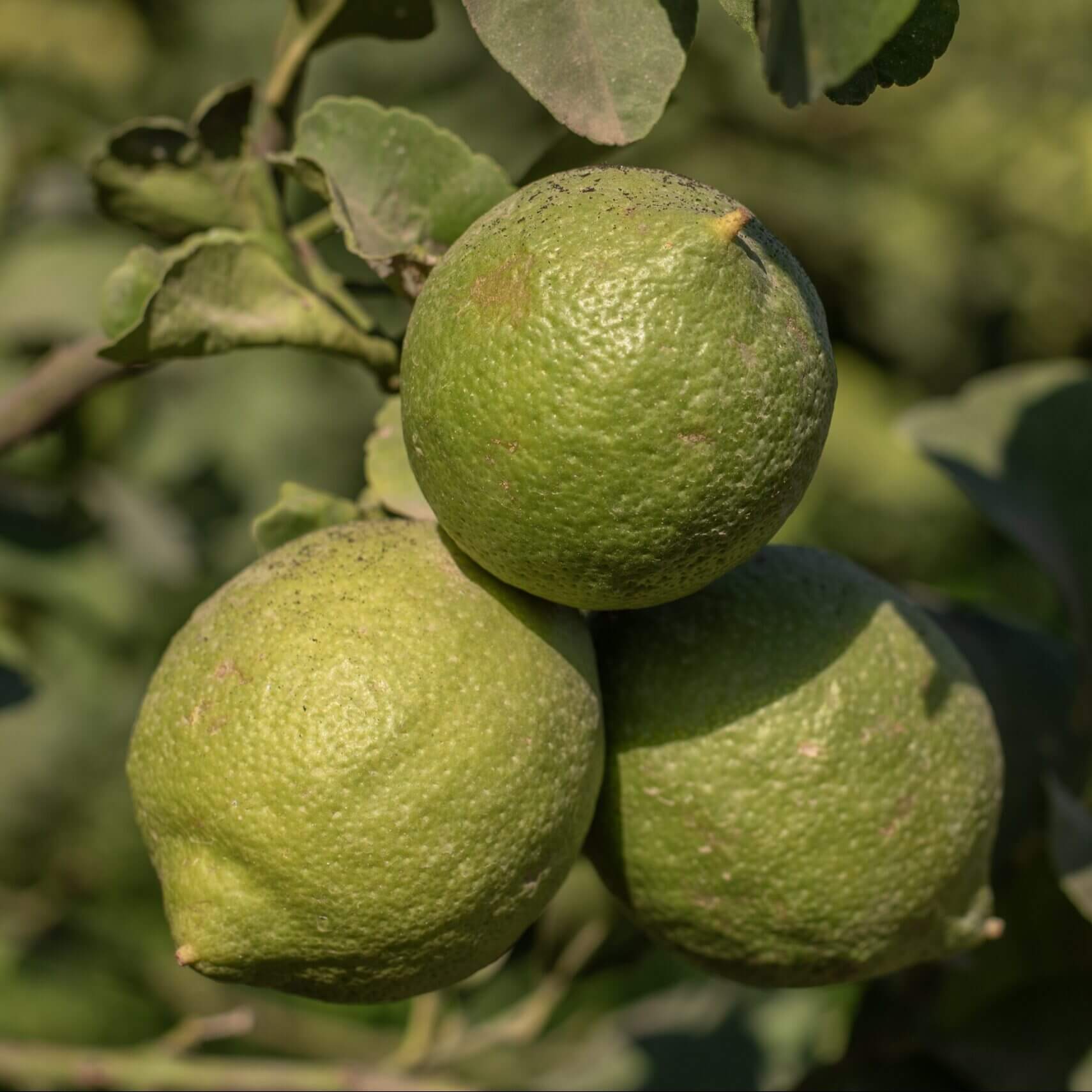 Limone Verdello BIO Siciliano - Sicilia Agrumi