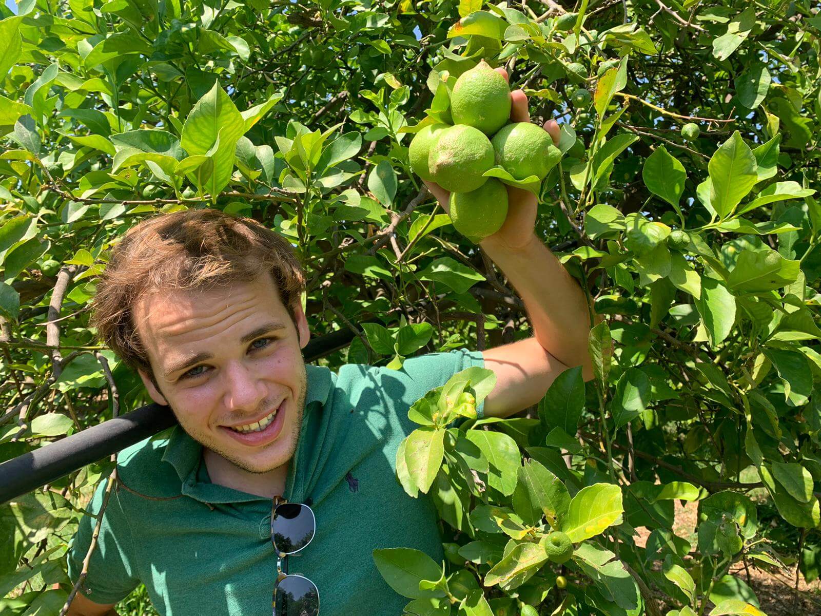 Limone Verdello BIO Siciliano - Sicilia Agrumi