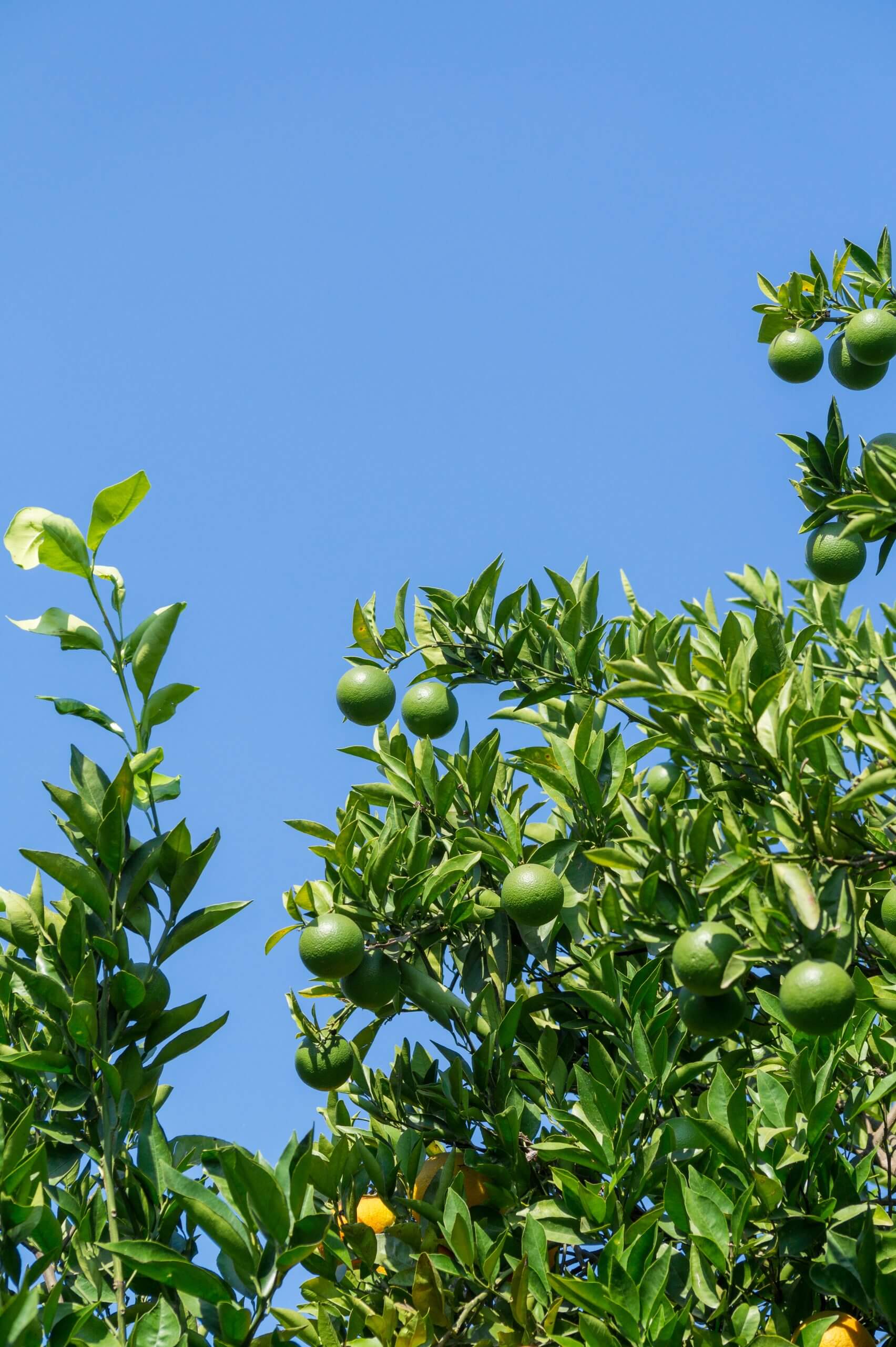 Limone Verdello BIO Siciliano - Sicilia Agrumi