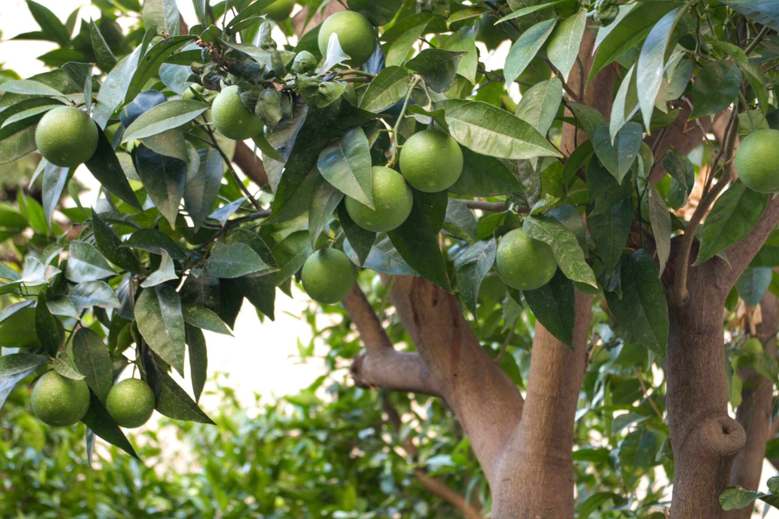 Limone Verdello BIO Siciliano - Sicilia Agrumi