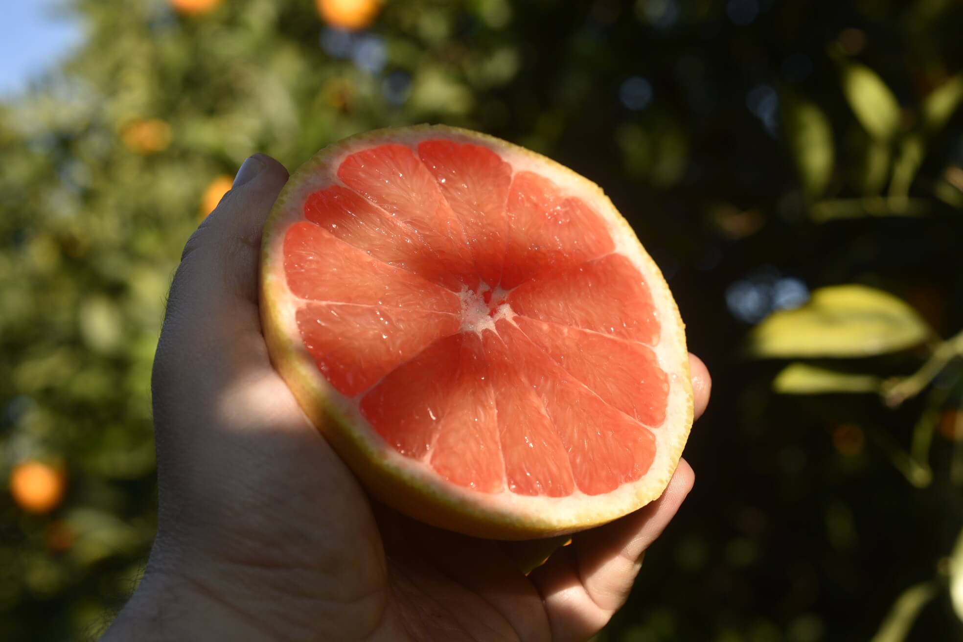 BIO Grapefruit Pink - Sizilien Kaliber 2