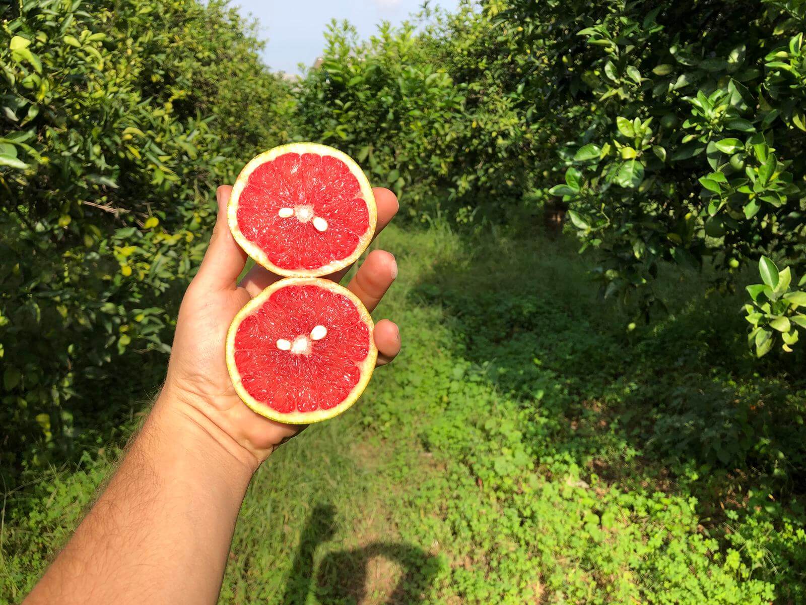 Różowy grejpfrut