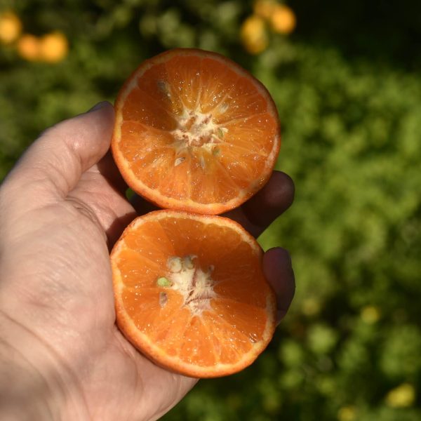 Agrumes Nova BIO de Sicile à la peau orange vive et brillante.