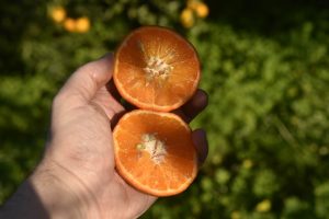 Mandarine, Clementine und Mandarinenhybriden: die Unterschiede im Alltag
