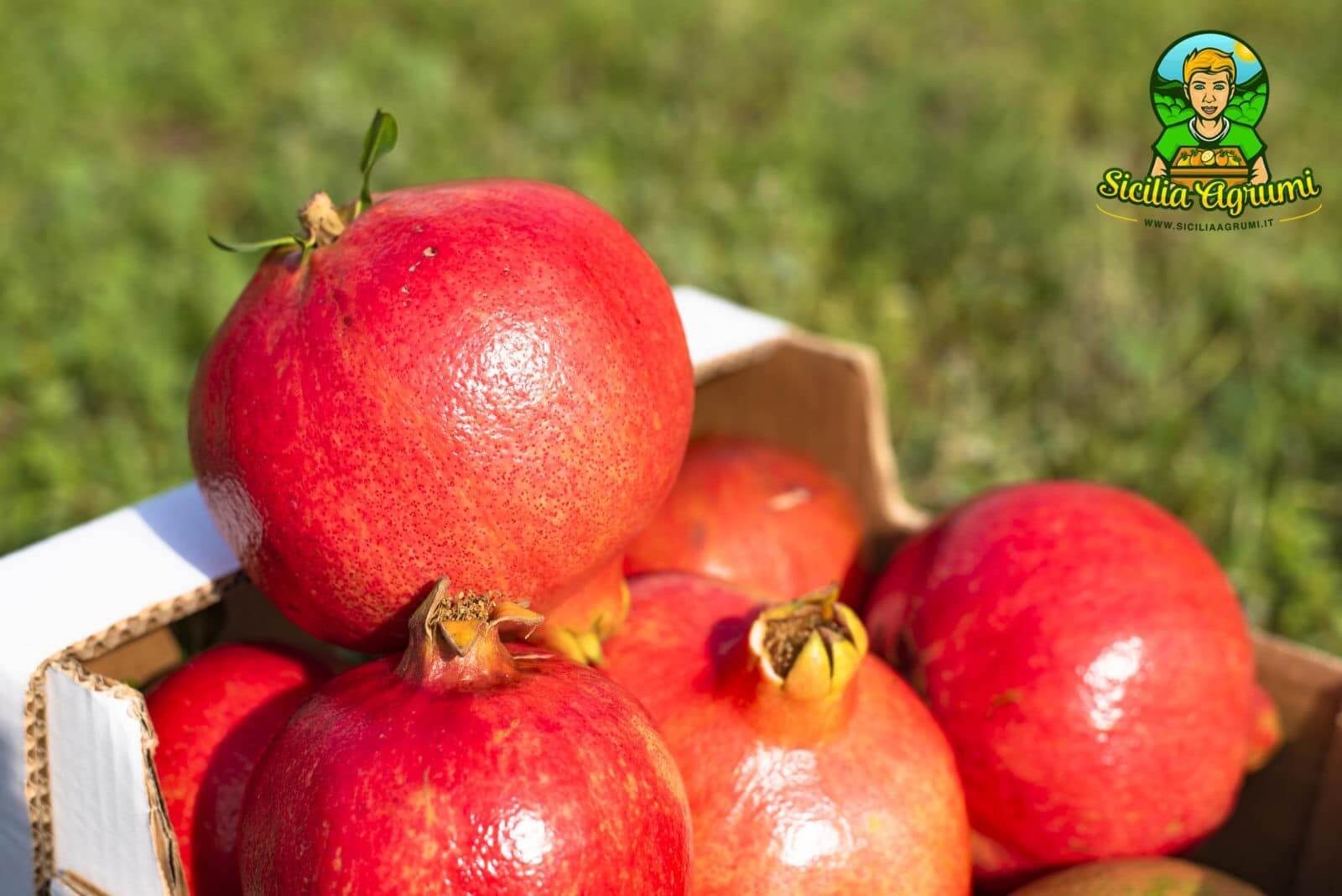 Box Melograno Agrodolce da Spremuta - Sicilia Agrumi