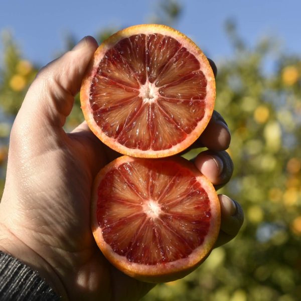 Sicilian Moro Oranges BIO Blood Oranges sliced to show deep ruby pulp