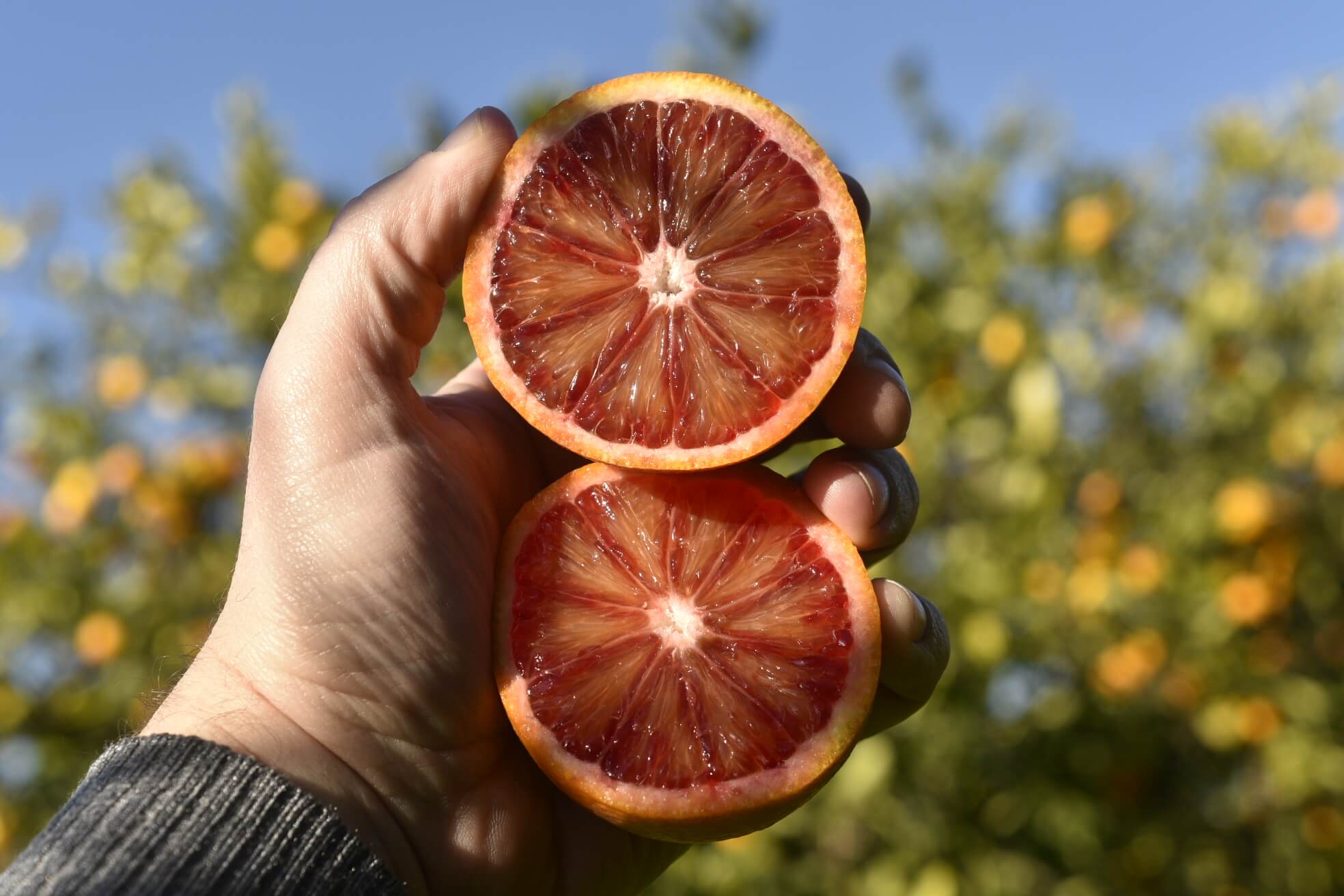 Moro Oranges BIO Blood Oranges - Sicilian Small Caliber