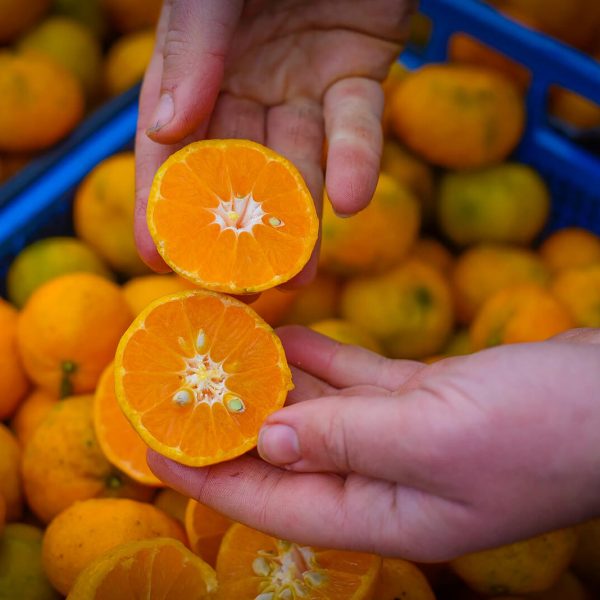 Main tenant une mandarine sicilienne bio coupée en deux montrant les pépins.