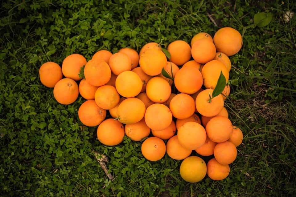Navel Oranges Table 1kg