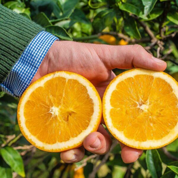 Navel Oranges Table 1kg