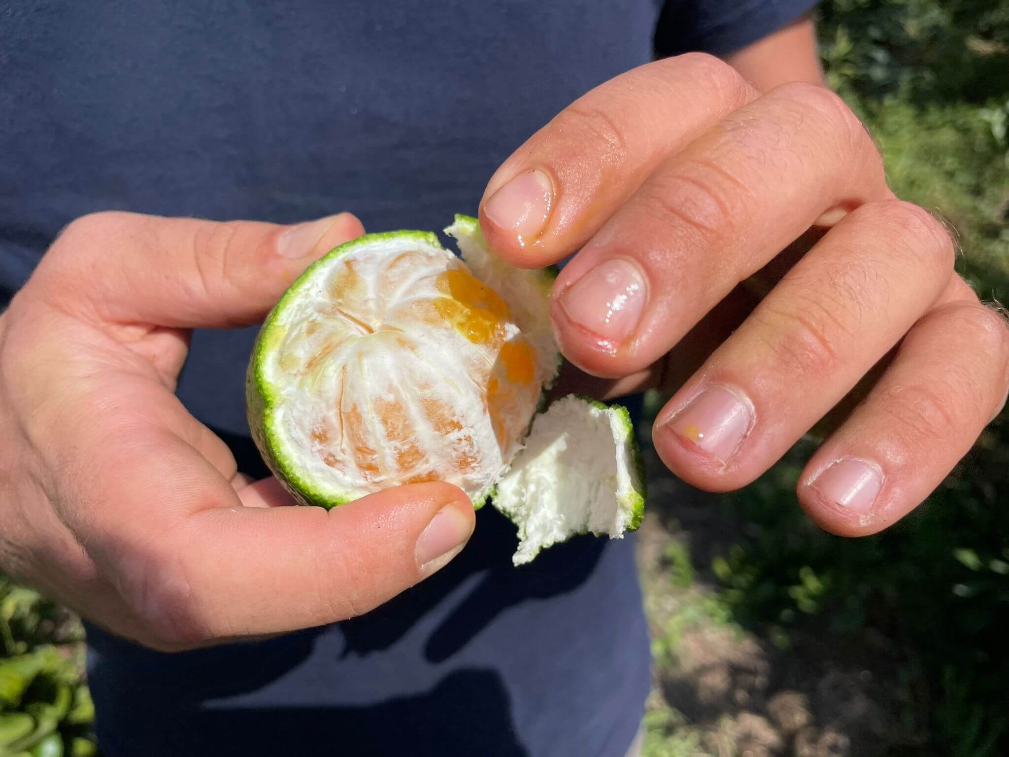 Box Mandarino Satsuma Miyagawa BIO