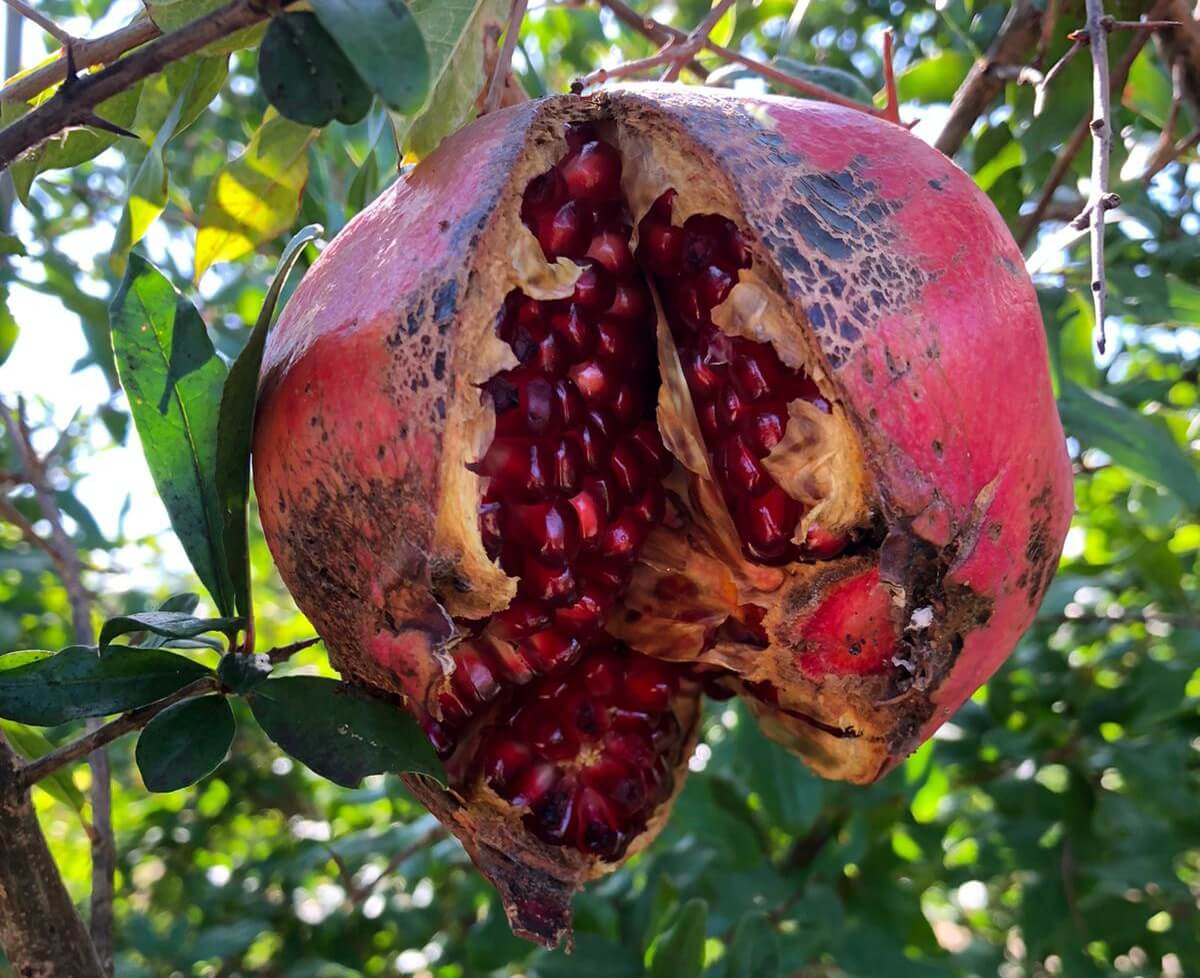 Sweet pomegranate