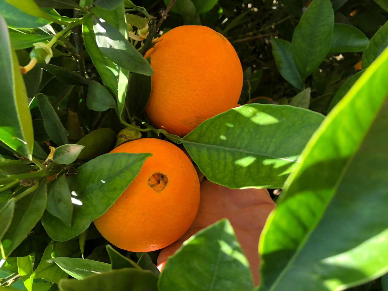 Navel Oranges Table 1kg