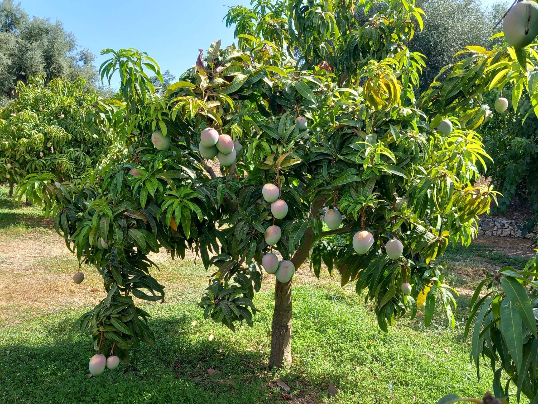 Sycylijskie mango