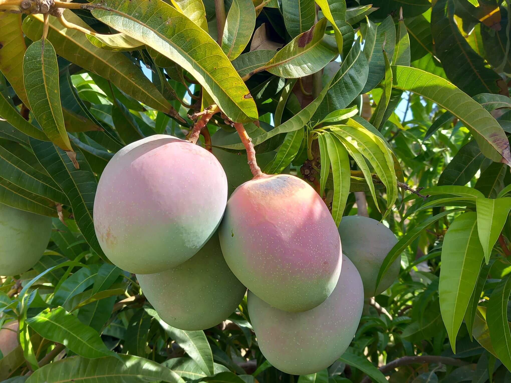 Sycylijskie mango