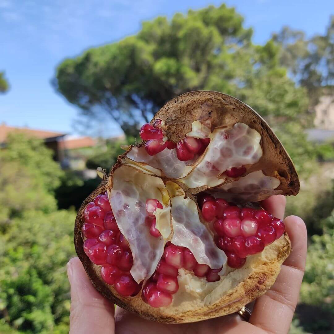 Sweet pomegranate
