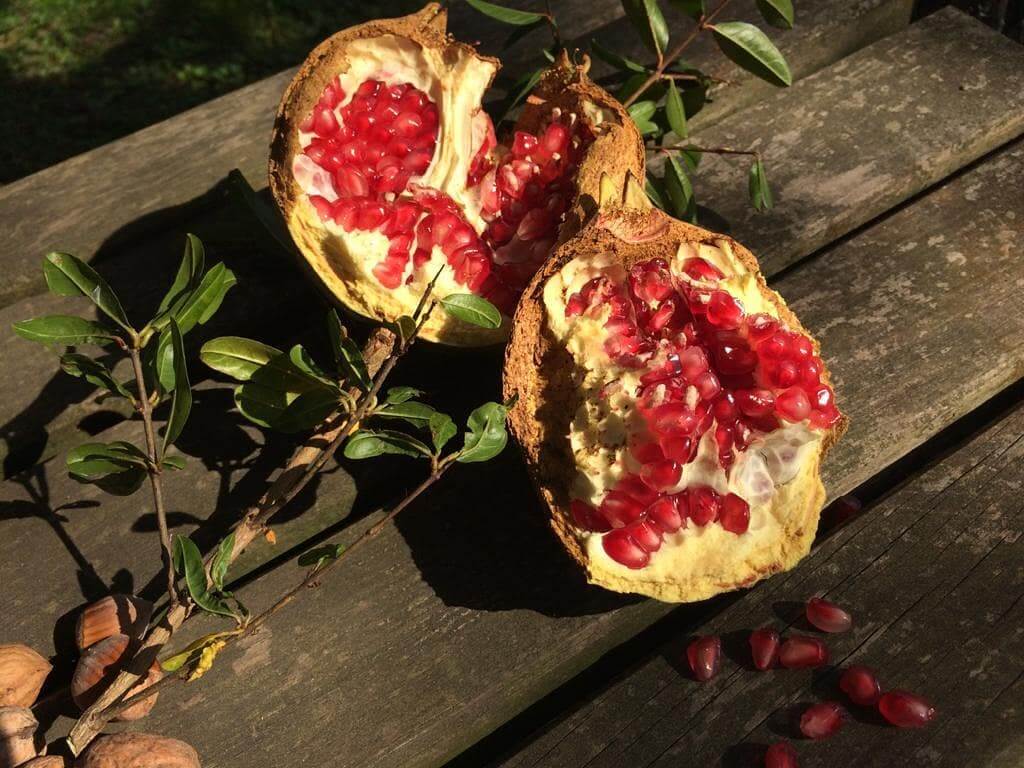 Sweet pomegranate