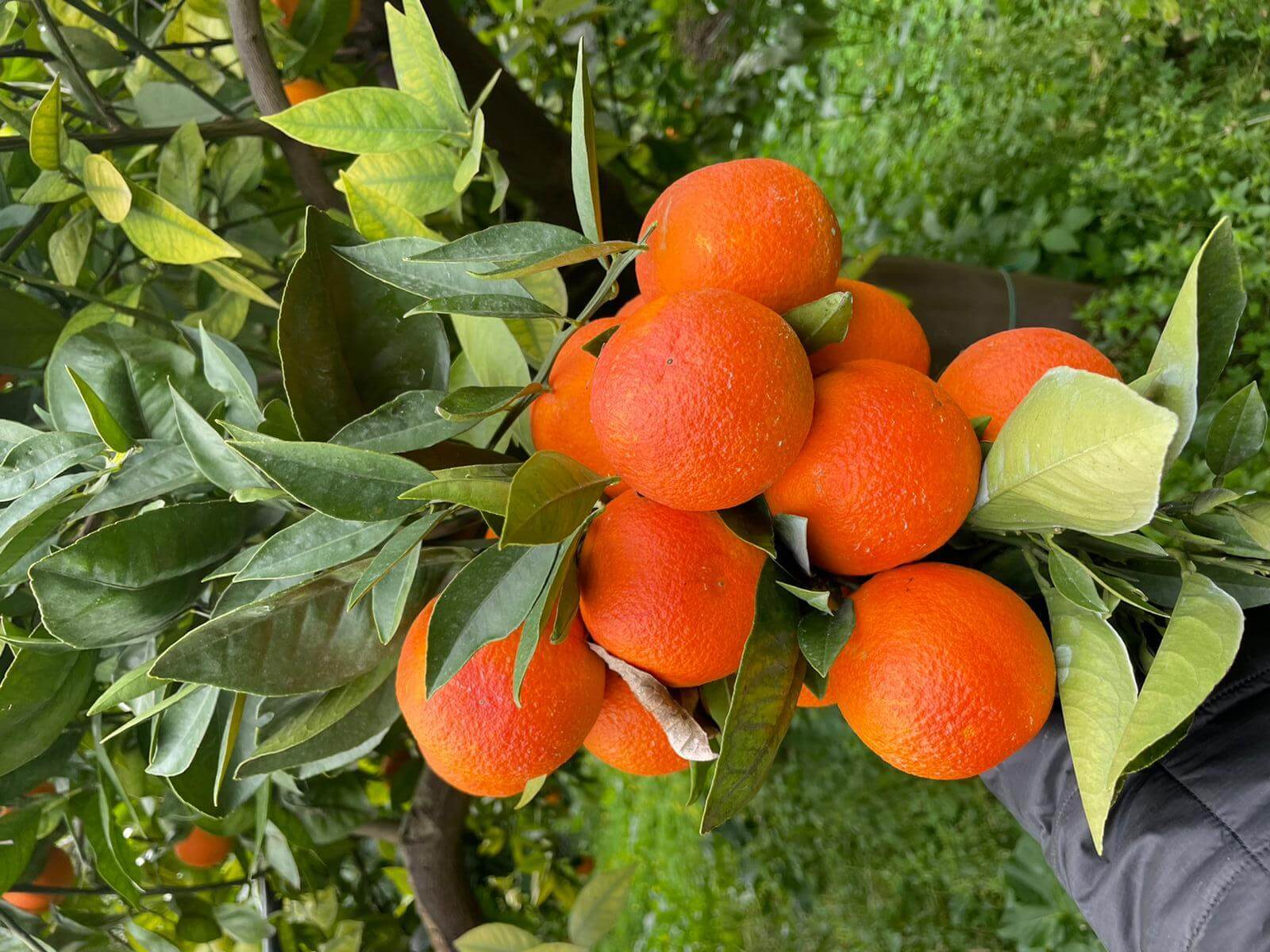Blood Oranges BIO