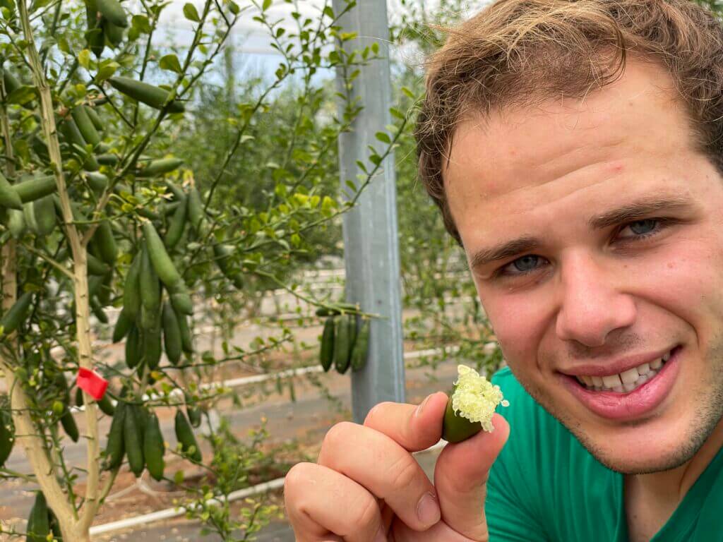 Fingerlime Siciliano - Limone Caviale di Sicilia