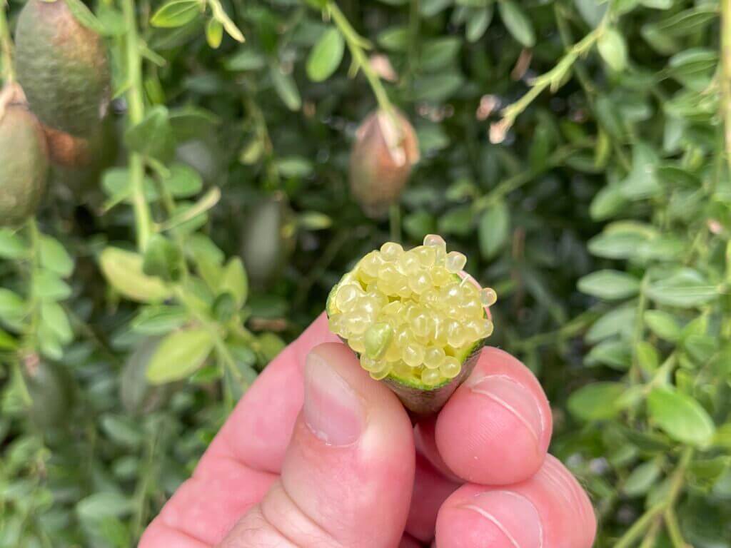 Fingerlime Siciliano - Limone Caviale di Sicilia