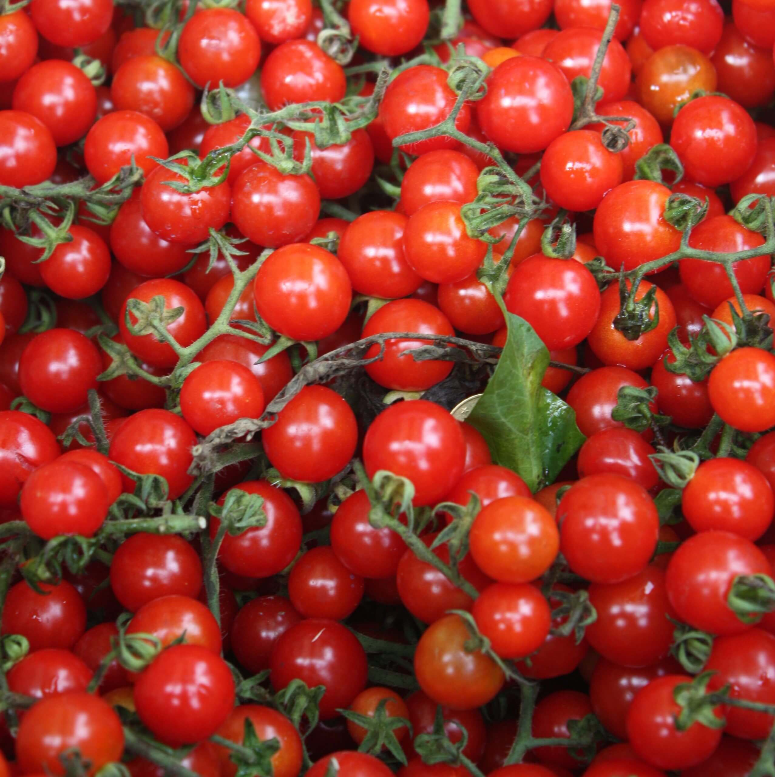 Tomato Sauce Box