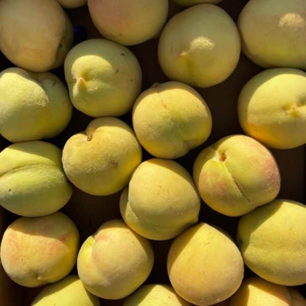 White Peaches Leonforte 1kg