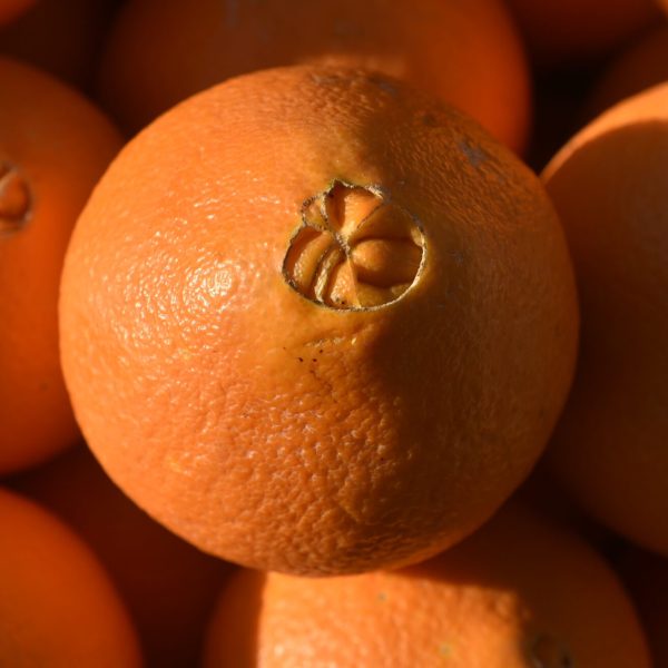 Grosses oranges Navel avec écorce texturée et nombril apparent