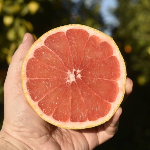 Eine aufgeschnittene rosa Grapefruit mit saftigem Fruchtfleisch in einer Hand.