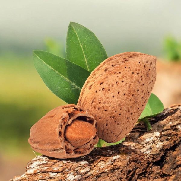 Almond Pizzuta in Shell 1kg
