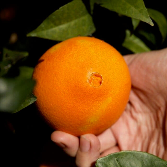 Navel Oranges Large 1kg