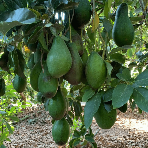 Avocado Fuerte 1kg