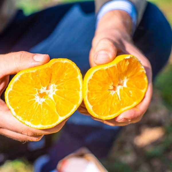 Aufgeschnittene kernlose Clementine Primosole mit saftigen Segmenten