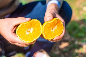Clementine Primosole bio con tipiche sfumature verdi e arancio