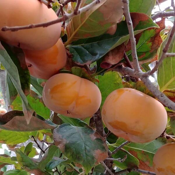 Kaki Sharon 1kg