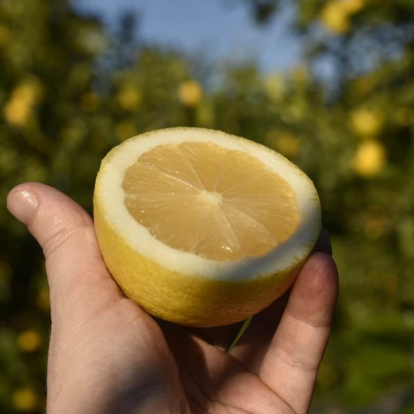 Siracusa White Lead Lemon 1kg