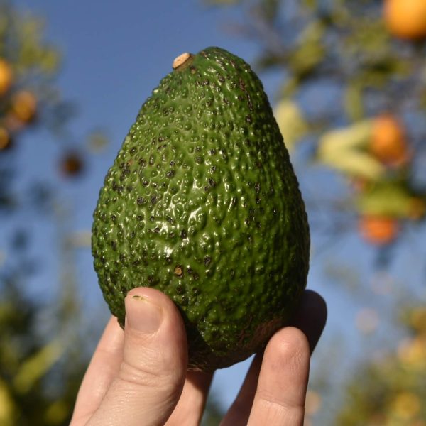 Hass Avocado 1kg