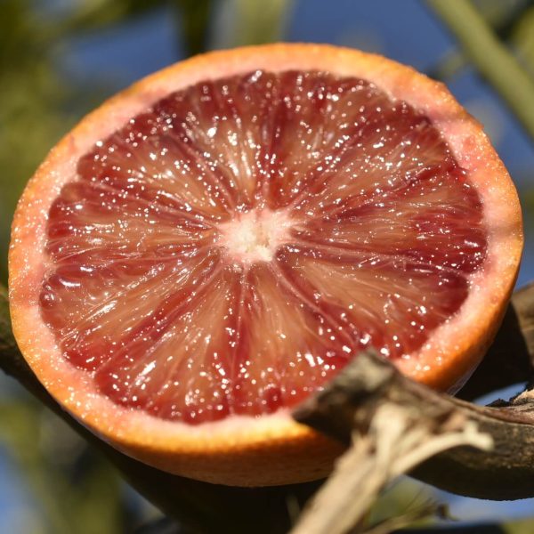 Moro Oranges BIO (Copia)