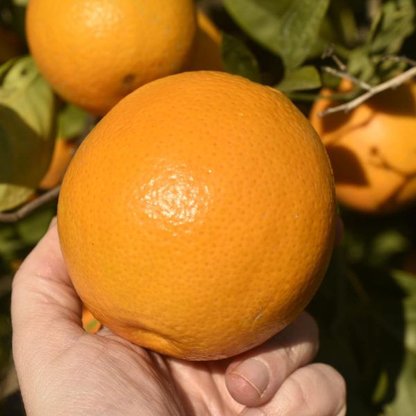 Organic Tarocco Oranges 1kg