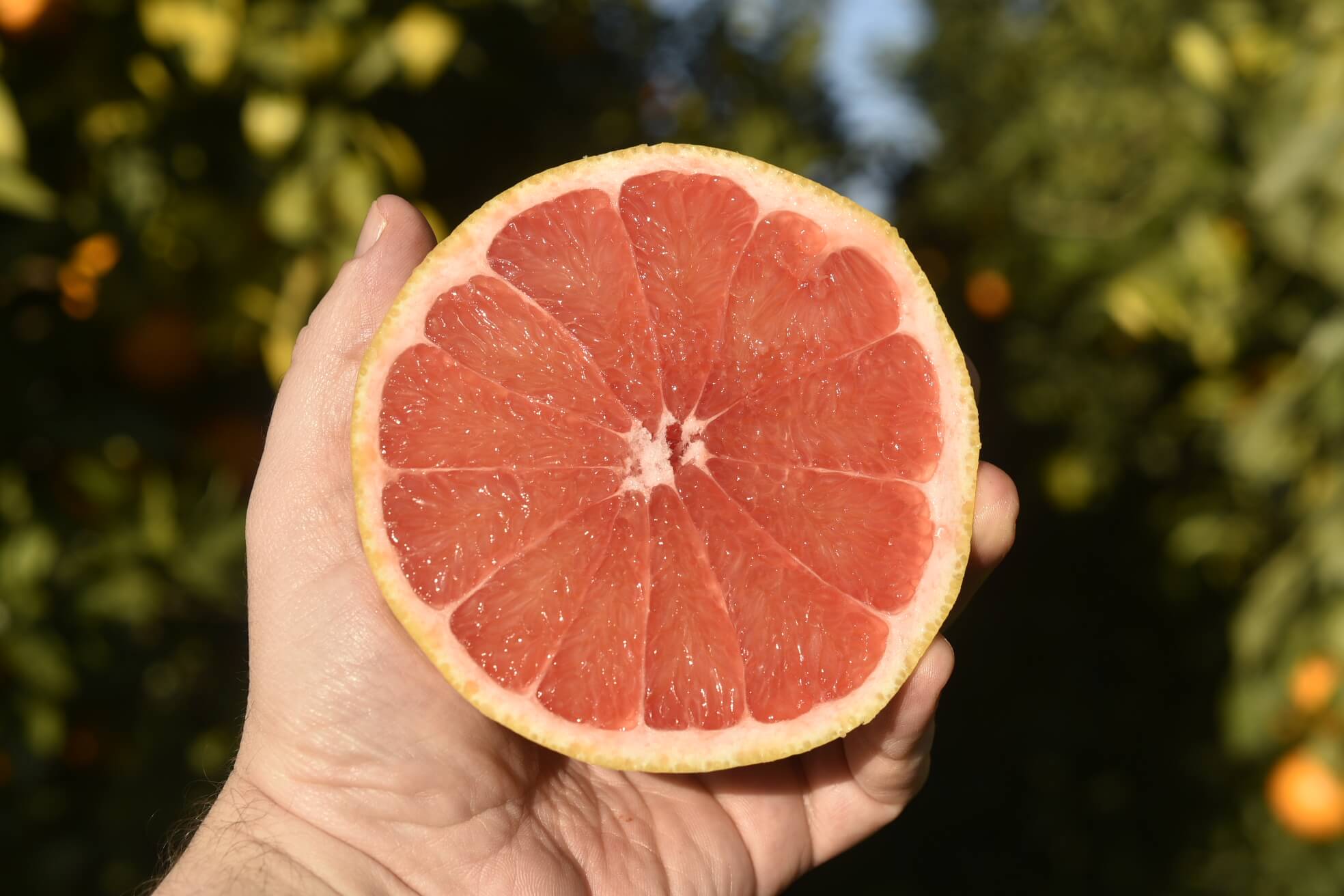 Różowy grejpfrut