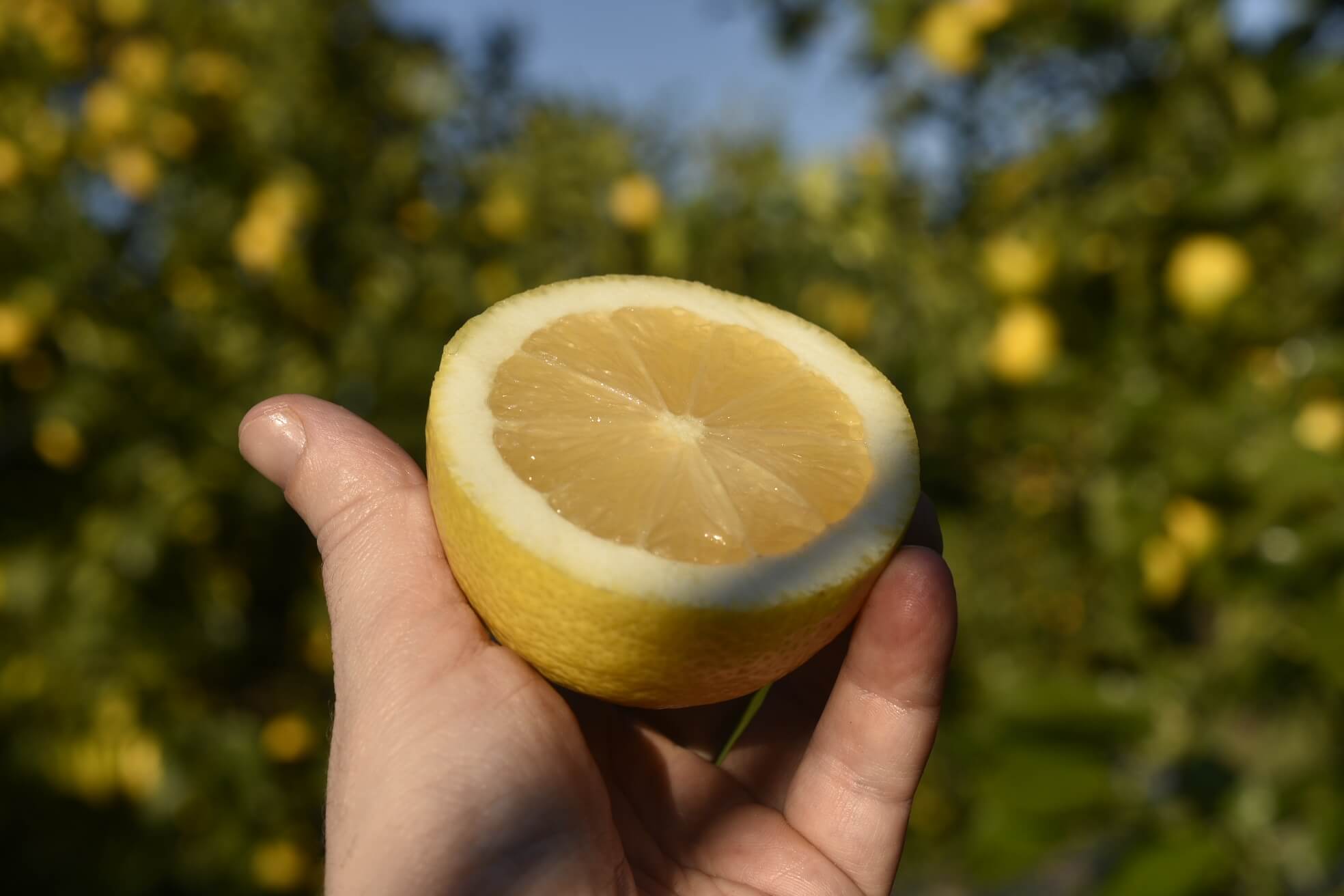 Limone 500g Omaggio