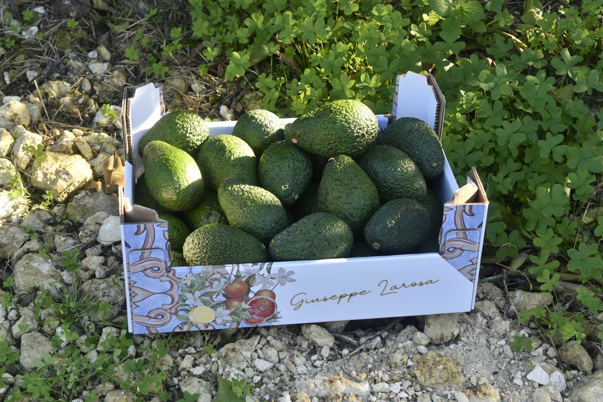 SYCYLIJSKIE Awokado Box 4kg