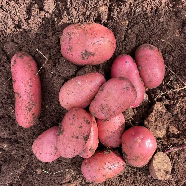 Pommes de terre rouges de Syracuse fraîchement récoltées avec terre naturelle