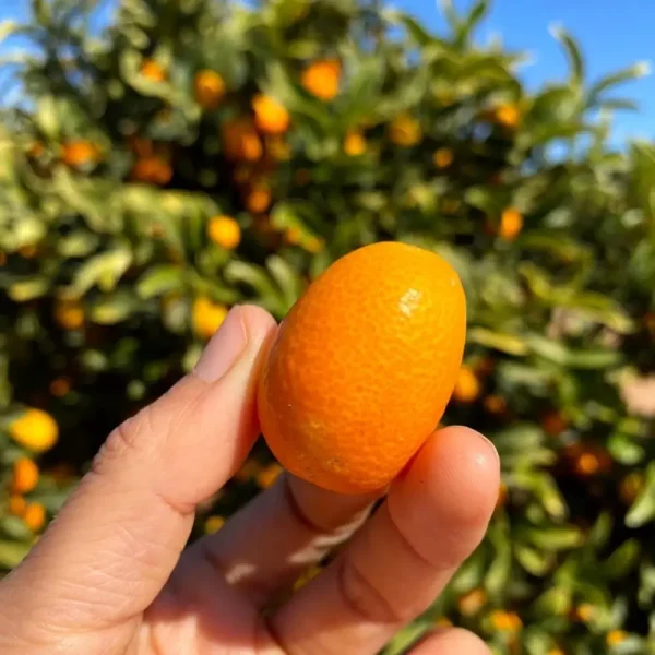 Kumquat (Copia)