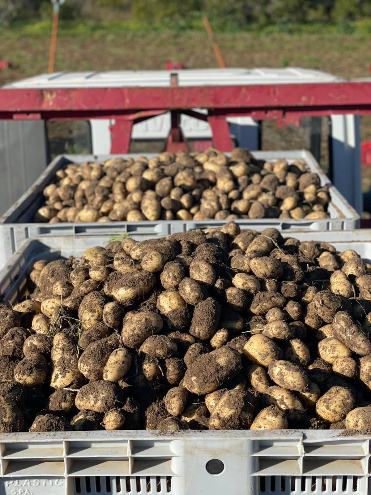 Syracuse Neue Kartoffel - Sizilianische Frühkartoffel