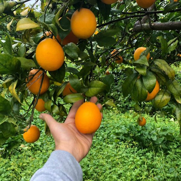Oval Oranges BIO