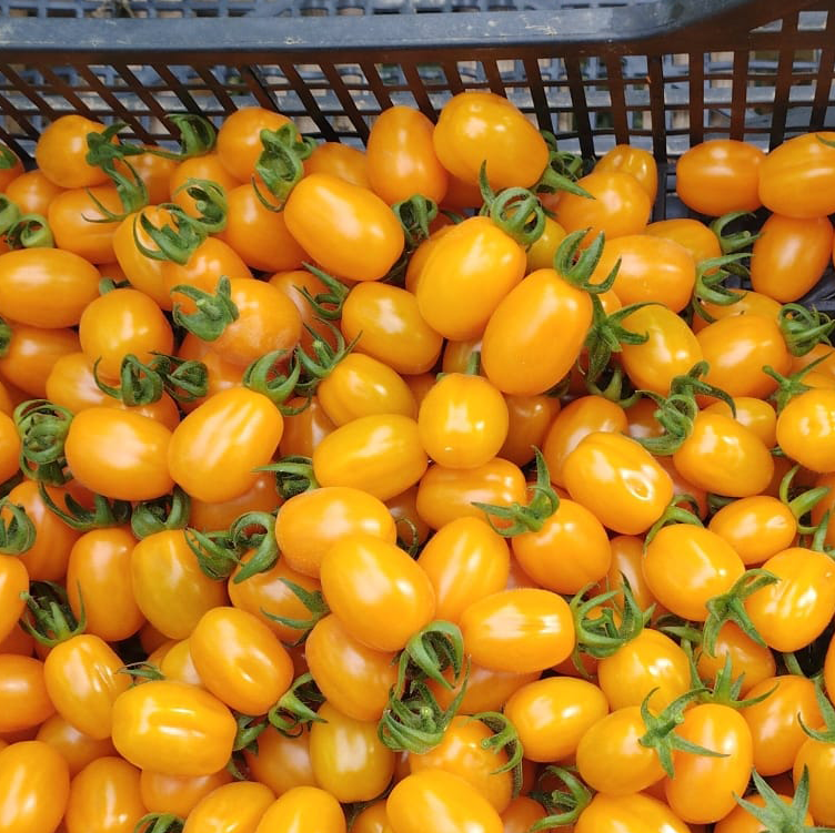 datterino arancione