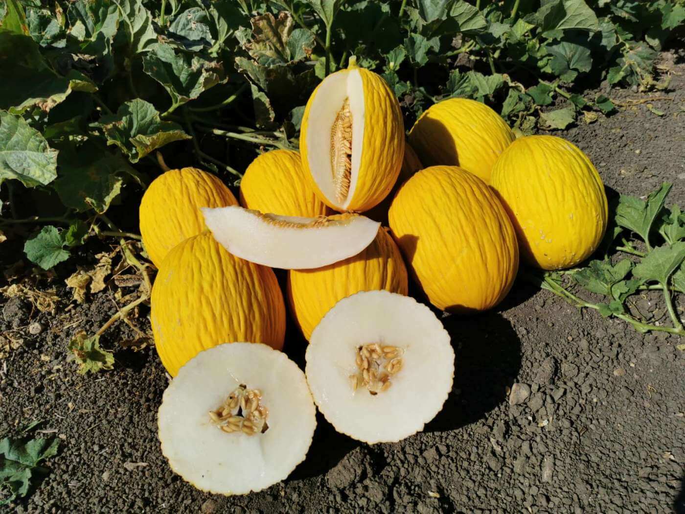 Melon Gialletto- 3pz - 6,5kg